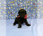 Image preview for Ad Listing. Nickname: Tiny Maverick