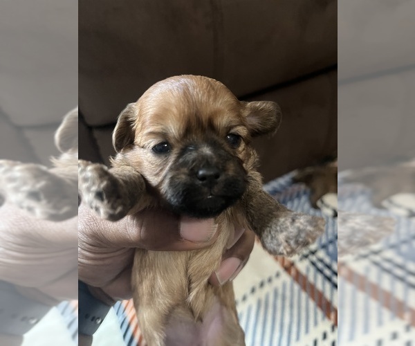 Medium Photo #3 YorkiePoo Puppy For Sale in FAYETTEVILLE, NC, USA