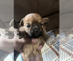 Medium YorkiePoo