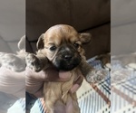 Puppy Puppy 2 YorkiePoo