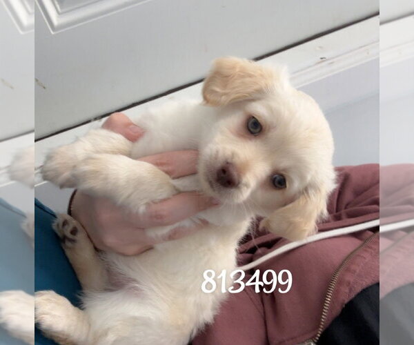 Medium Photo #1 Chihuahua-Unknown Mix Puppy For Sale in Chico, CA, USA