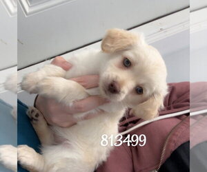 Chihuahua-Unknown Mix Dogs for adoption in Chico, CA, USA