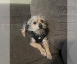 Small #1 Mutt