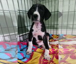 Small #1 Mutt