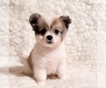 Image preview for Ad Listing. Nickname: Jasper pompoo