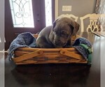 Puppy Teal Great Dane