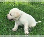 Small Photo #7 Labrador Retriever Puppy For Sale in FARMINGTON, MO, USA