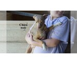 Small #14 Chihuahua