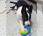 Small #6 Border Collie