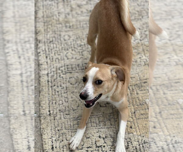 Medium Photo #7 Mutt Puppy For Sale in Evansville, IN, USA