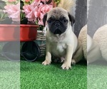 Small #2 Pug