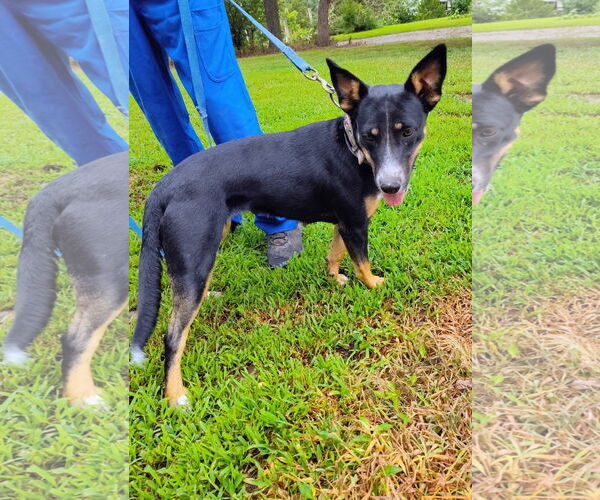Medium Photo #1 German Shepherd Dog-Unknown Mix Puppy For Sale in Harrison, AR, USA