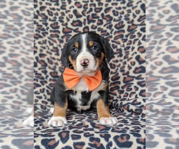 Medium Photo #5 Greater Swiss Mountain Dog Puppy For Sale in CHRISTIANA, PA, USA