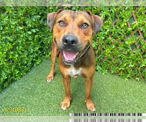American Staffordshire Terrier-Unknown Mix Dogs for adoption in West Palm Beach, FL, USA