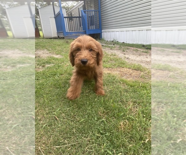 Medium Photo #4 Goldendoodle Puppy For Sale in RALEIGH, NC, USA