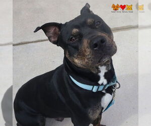 American Staffordshire Terrier-Unknown Mix Dogs for adoption in Center Township, PA, USA