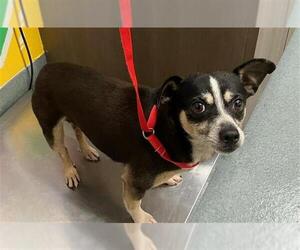 Chihuahua Dogs for adoption in Baytown, TX, USA