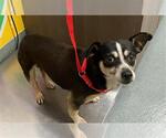 Small Chihuahua