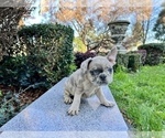 Small Photo #258 French Bulldog Puppy For Sale in HAYWARD, CA, USA