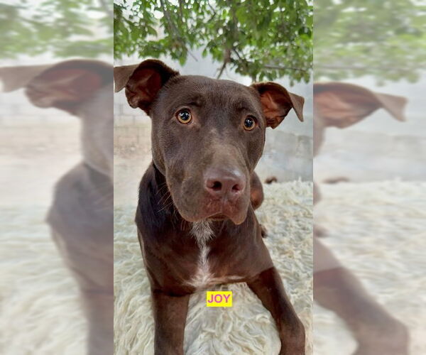 Medium Photo #1 American Pit Bull Terrier-Labrador Retriever Mix Puppy For Sale in Woodland Hills, CA, USA