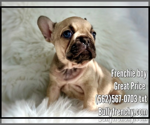 Medium Photo #3 French Bulldog Puppy For Sale in OJAI, CA, USA