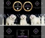 Small #2 Maltese