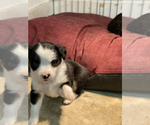 Small Photo #5 Australian Shepherd Puppy For Sale in CRESTON, IA, USA