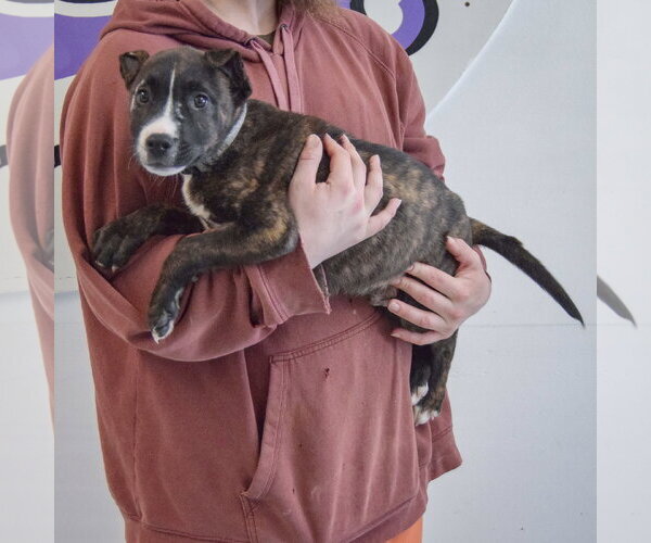 Medium Photo #5 Boxer-Bull Terrier Mix Puppy For Sale in Huntley, IL, USA