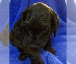 Small Photo #50 Goldendoodle Puppy For Sale in DYERSBURG, TN, USA