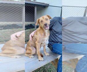 Labrador Retriever-Retriever  Mix Dogs for adoption in Pensacola, FL, USA