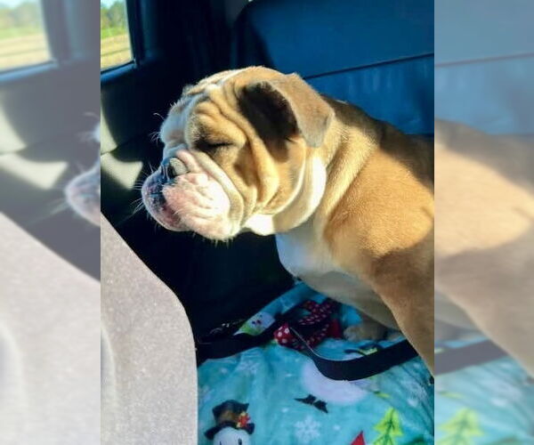 Medium Photo #1 Bulldog Puppy For Sale in Mooresville, NC, USA