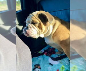Bulldog Dogs for adoption in Mooresville, NC, USA