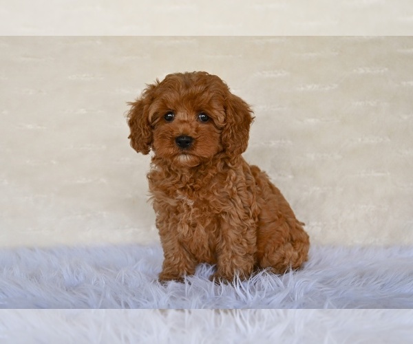 Medium Photo #4 Cock-A-Poo Puppy For Sale in MILLERSBURG, OH, USA