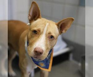Labrador Retriever-Unknown Mix Dogs for adoption in San Antonio, TX, USA