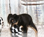 Small Photo #20 Miniature American Shepherd-Pembroke Welsh Corgi Mix Puppy For Sale in LIND, WA, USA