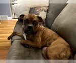 Small Boxer