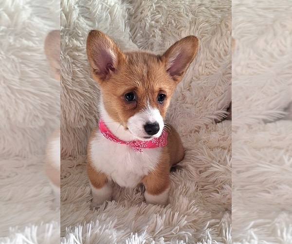 Medium Photo #21 Pembroke Welsh Corgi Puppy For Sale in ARROYO GRANDE, CA, USA