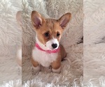 Small Photo #21 Pembroke Welsh Corgi Puppy For Sale in ARROYO GRANDE, CA, USA