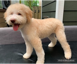 Lagotto Romagnolo Puppy for sale in VANCOUVER, WA, USA