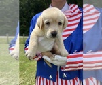 Small #3 Labrador Retriever