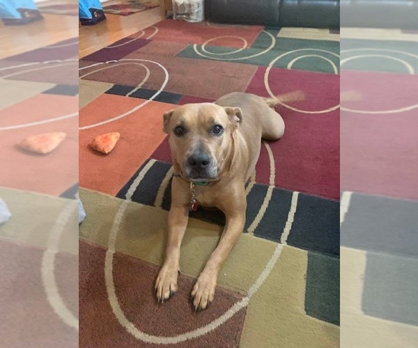 Medium Photo #2 Mutt Puppy For Sale in Wenonah, NJ, USA