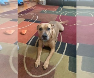 Coco  (Mom of Ten Litter ) - Female Mutt Dog for Adoption - Photo #2