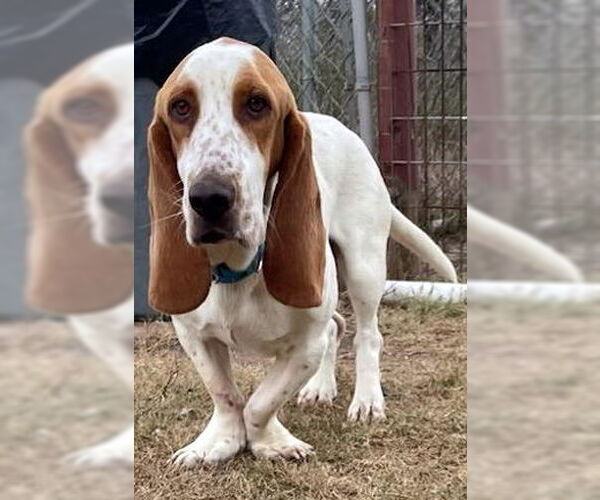 Medium Photo #3 Basset Hound Puppy For Sale in Deepwater, NJ, USA