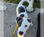 Small #1 Mutt