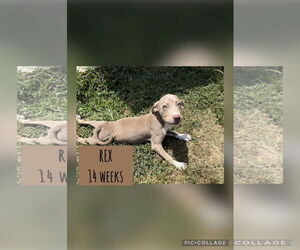 Labrador Retriever-Unknown Mix Dogs for adoption in Woodbury, NY, USA