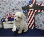 Small #1 Poodle (Toy)