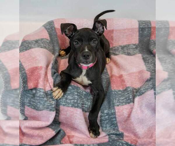 Medium Photo #3 Bull-Boxer Puppy For Sale in Kennesaw, GA, USA