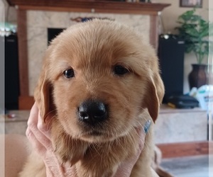 Golden Retriever Puppy for Sale in EARLY BRANCH, South Carolina USA