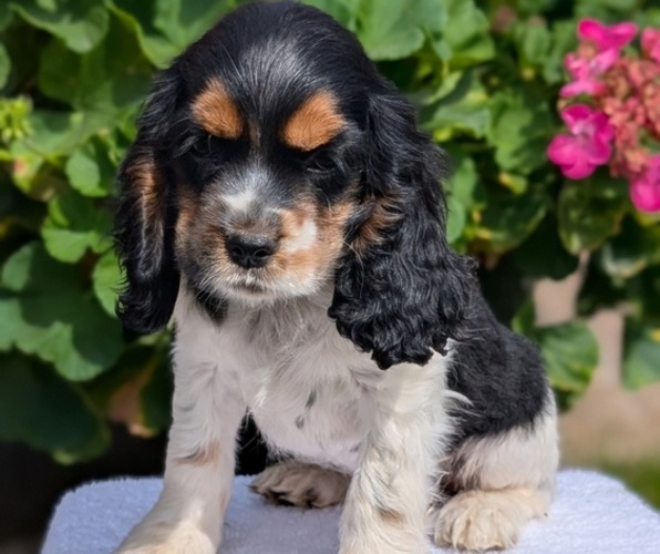 Medium Photo #11 Cocker Spaniel Puppy For Sale in GOSHEN, IN, USA