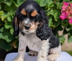 Small #10 Cocker Spaniel